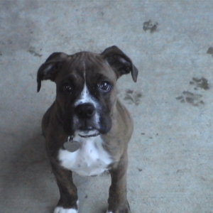 CASSIUS-11 WEEKS OLD