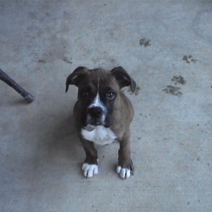 CASSIUS-11 WEEKS OLD