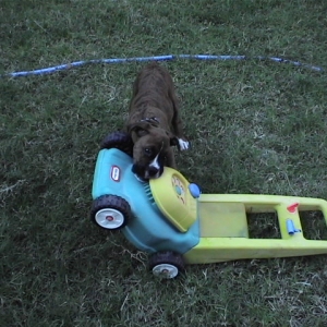 CASSIUS-11 WEEKS OLD