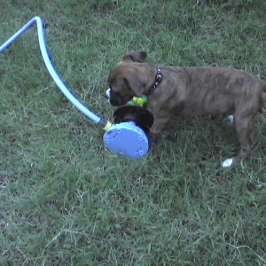 CASSIUS-11 WEEKS OLD