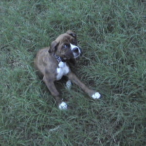 CASSIUS-11 WEEKS OLD