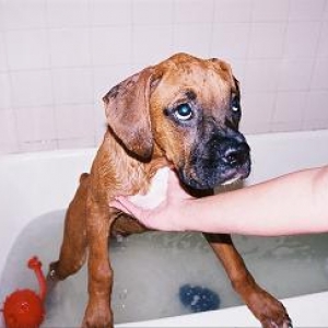 Marley taking his bath