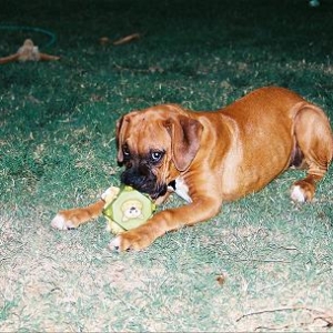 Marley's squeaky toy