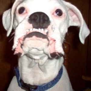 Teef!