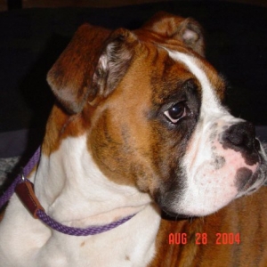 Tigger- Also added to the family