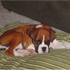 Indypillow
