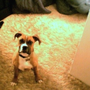 baby frankie