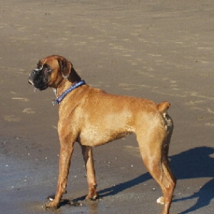 Star at Beach