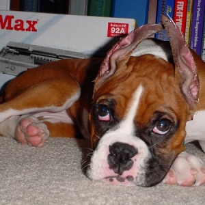 Indy after the hat came off