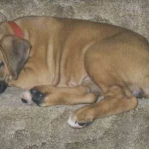BabyRoxy