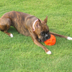 Bali loves to play ball