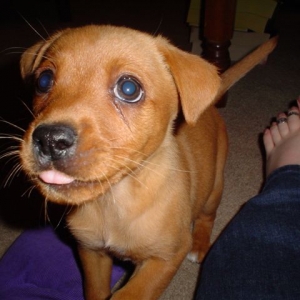 Roxy Baby 8 Weeks Old