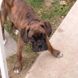 Caught digging in the yard again !!