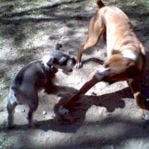 Charlie getting mad at Frankie
