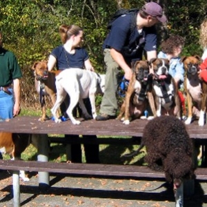 Boxer Picnic Oct 3/04