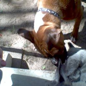 Frankie is biting Charlie
