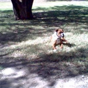 Frankie outside