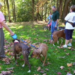 Boxer_gathering3