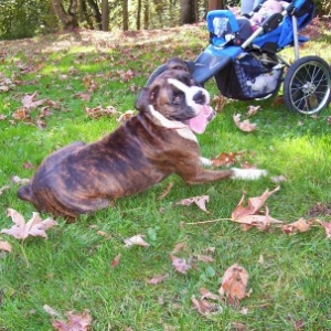 Boxer_gathering4