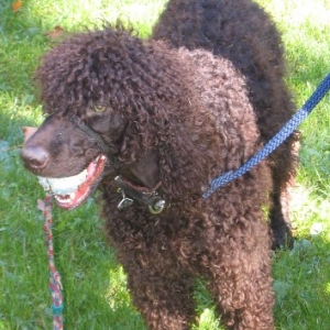 The Curly Haired Boxer