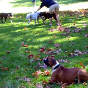 Boxer Picnic Oct 03/04