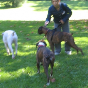 Boxer Picnic Oct 3/04