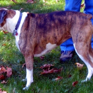 Bronte at Boxer Picnic Oct03/04