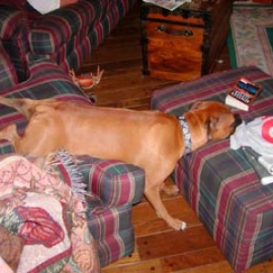 Iggy Sleeping