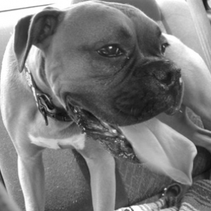 Iggy_Car