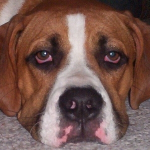 Florida Rescue " CODY"