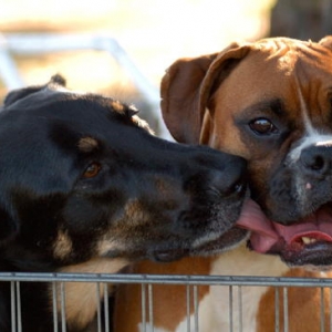 Best Buds