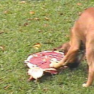 Big bone