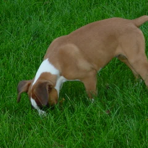 Sniffing around
