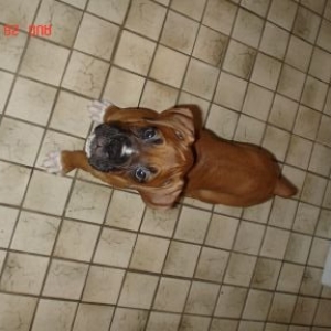 He's our Lil Ham