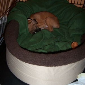 Bailey @ 11 weeks in his crate