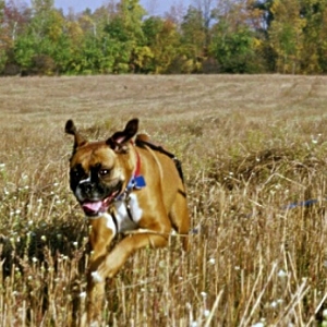 In Flight