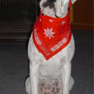 Supporter