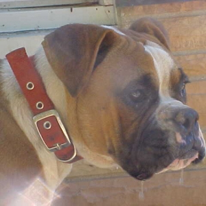 Profile