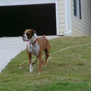 This is chops