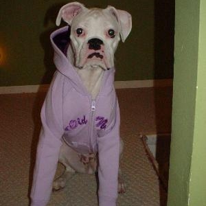 Purple Hoodie