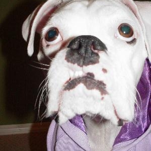 Grr..I see that puppy treat