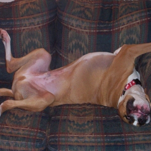 Cody SO Comfortable on Couch