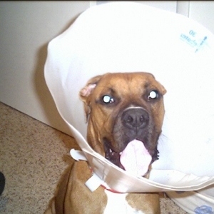 Lampshade Harley