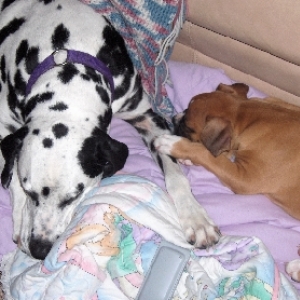 This was the first time Koda tried sleeping with Jasper....