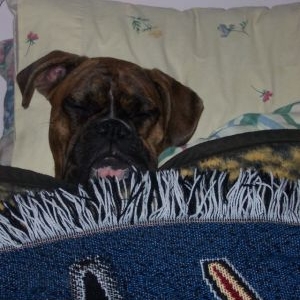 Seet Boxer Dreams