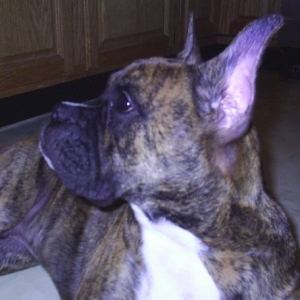 Our little guy at 21 weeks