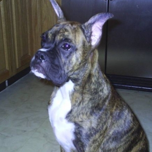 Jag In-Between Posting Ears