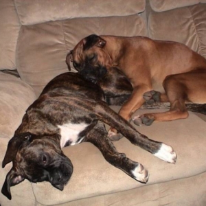Boxer Affection