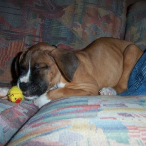 Fell asleep during playtime
