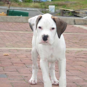Gunner 11 Weeks